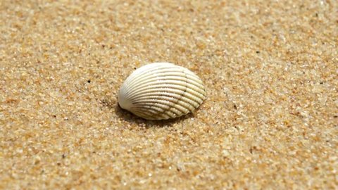 Sea shell on the tropical sandy beach