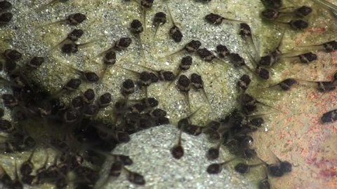 Thousands of small tadpoles have hatched from there egg in a small pool near freshwater creek in the rain forest.
