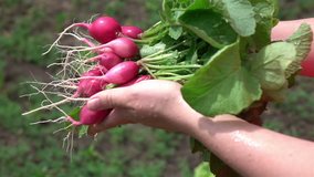 High quality video of hands holding radish in real 1080p slow motion 250fps
