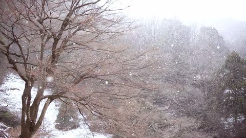 Snow Falling move gently in Forest by Pan Movement from Left Side to Right Side