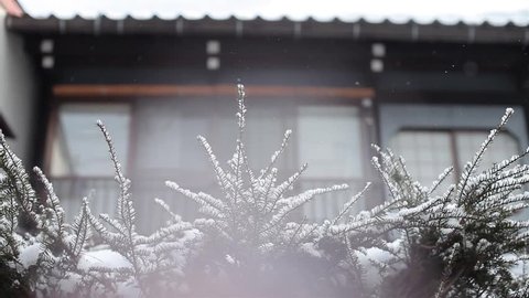 Snow Falling and Hold on Plant Front of House in Top Angle and Pan Movement from Left Side to Right Side
