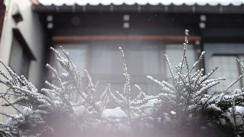 Snow Falling and Hold on Plant Front of House in Top Angle and Pan Movement from Right Side to Left Side