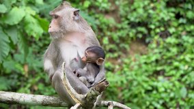 A mother Monkey feeding baby