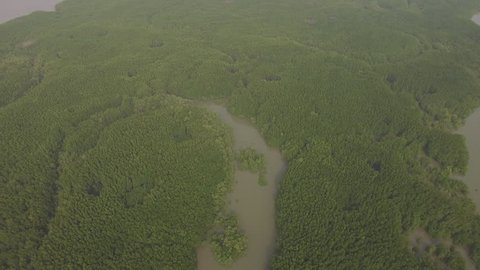 Aerial view of mangrove forest