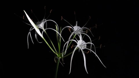 Time-lapse Opening white amaryllis (Amaryllis. Hymenocallis. caribaea Herb)
