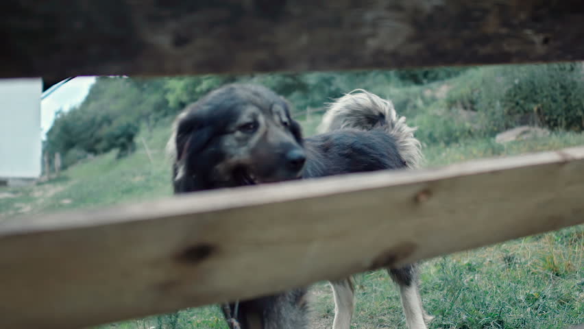 The young shepherd cheerfully waves his tail and keeps the sheep save in slow motion