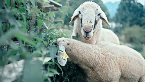 The camera is approaching two sheep eating leaves in slow motion