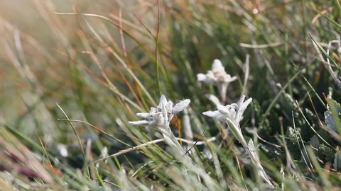 Edelweiss flowering in the alpine meadow
