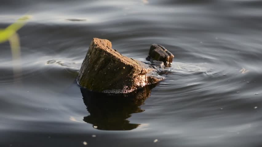 Wooden stump in the water