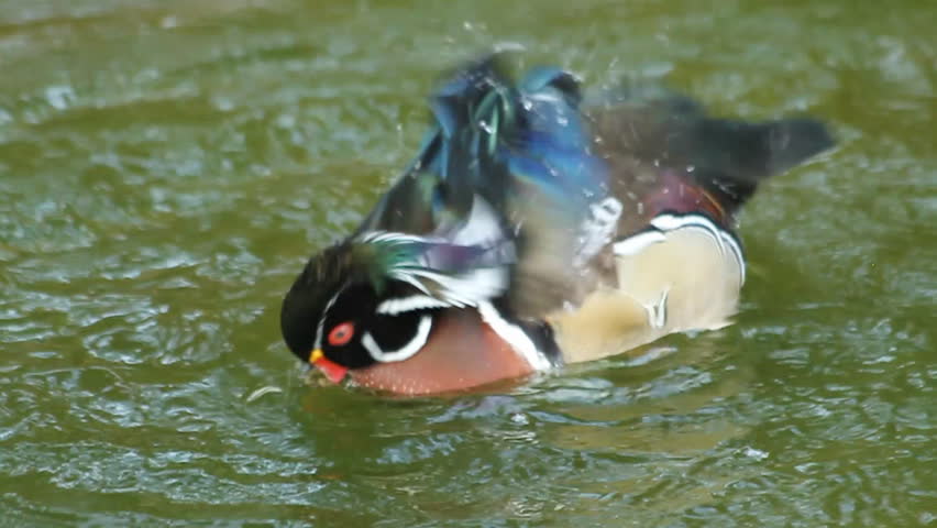 Wood Duck Dabble (Shot at 60fps and played back at 24fps. )
