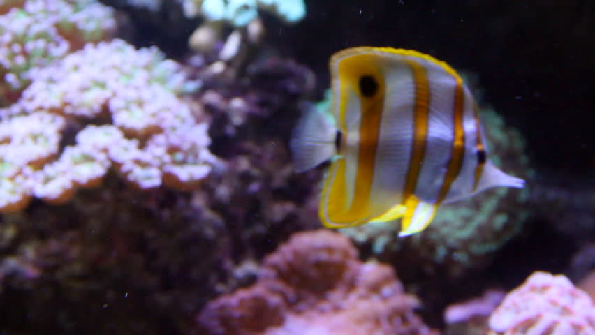Long-nose Butterflyfish