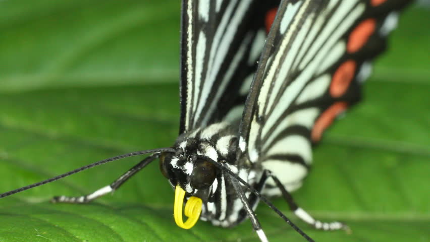 Macro shot of a Butterfly