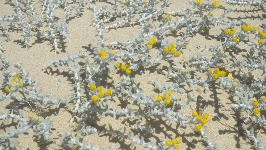 Wild Yellow Flowers and Arid Plants on a Sandy Beach