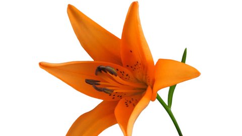 Time-lapse of opening orange lily 2b1 in .PNG+ format with alpha transparency channel isolated on white background Stockvideo