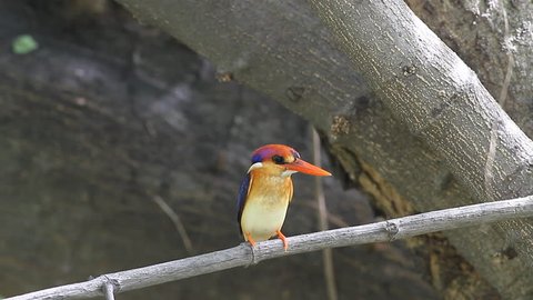 Bird colorful black-backed Kingfisher (Ceyx erithacus) in forest