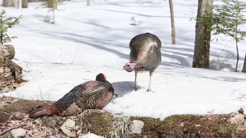 wild turkey tom intimidating his