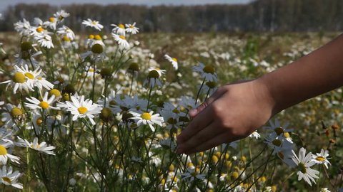 Child's hand touches the daisies in the field.