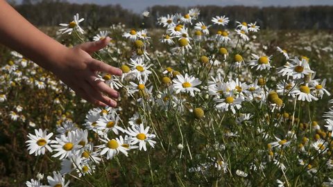 Child's hand touches the daisies in the field.