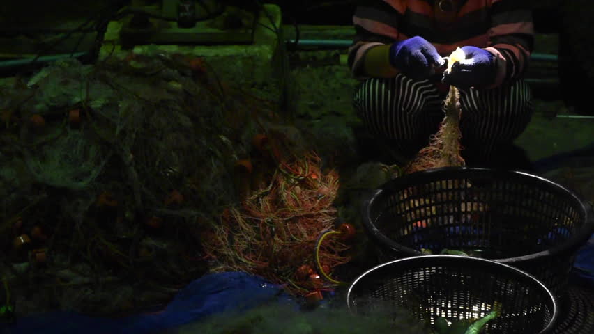 Fisherman release crab from net to basket 