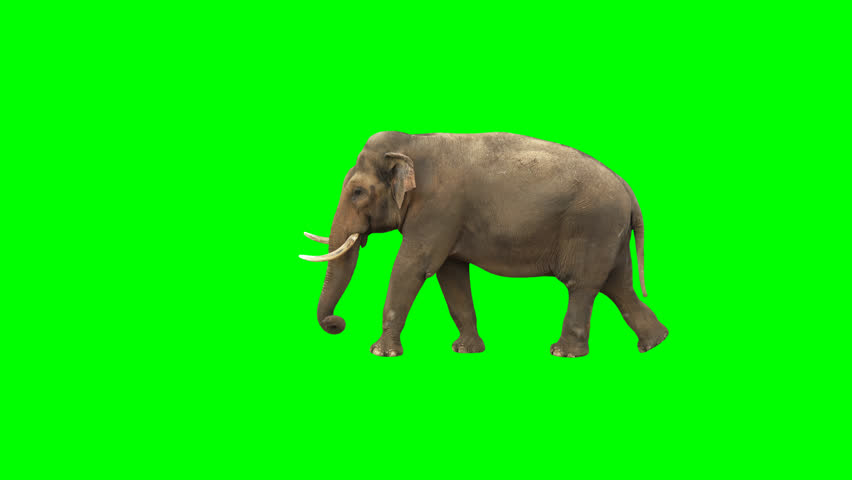 Indian elephant walking across the frame on green screen, real shot, isolated with chroma key, perfect for digital composition, cinema, 3d mapping