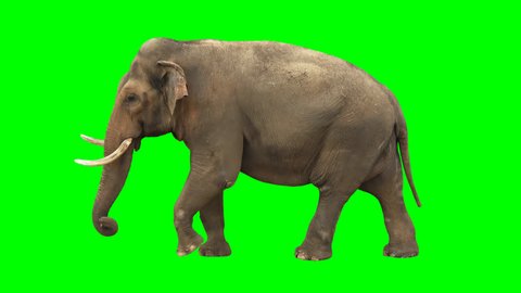Indian elephant slowly walking seamlessly looped on green screen, real shot, isolated with chroma key, perfect for digital composition, cinema, 3d mapping