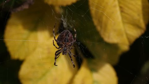 Garden Spider on orb web.