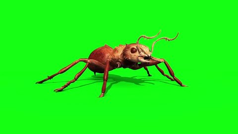 Ant Insect Attack and Die Front Green Screen 3D Rendering Animation