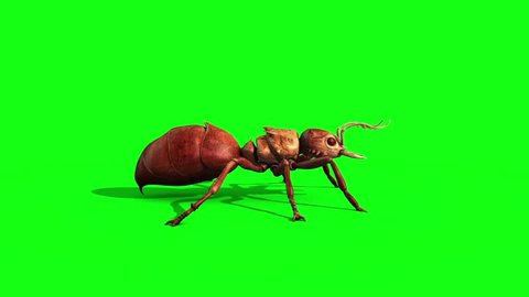 Ant Insect Attack and Die Side Green Screen 3D Rendering Animation