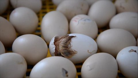 Chicken hatching from egg at a farm