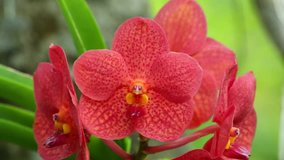 Red Vanda Orchid (Red Orchid, Asian Flower look like Animal and Monster Face) is majorly found in Southeast Asia, Australia and Subtropical Regions, Champasak, Laos, 26 June 2017 HD Video Footage Clip