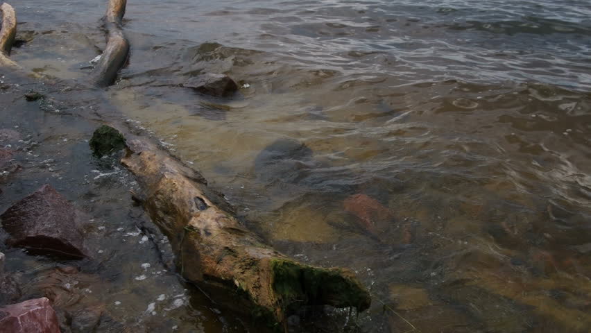 Close-up on a dead tree in the sea with waves crashing against it. Filmed in gloomy summer daytime.
