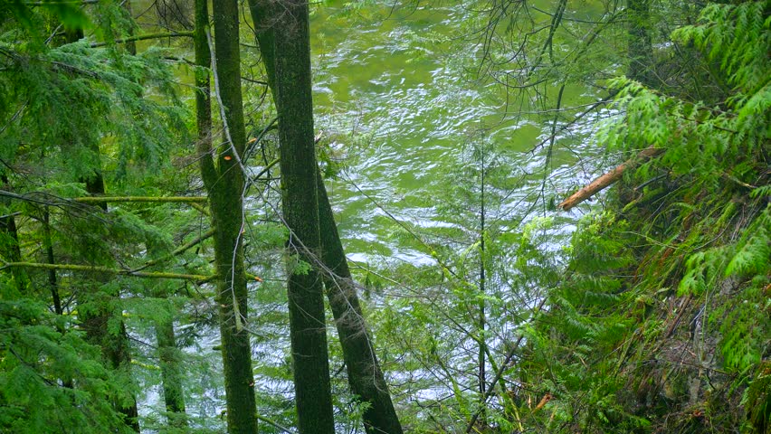 Amazing nature in the Canadian woods - wonderful green forest