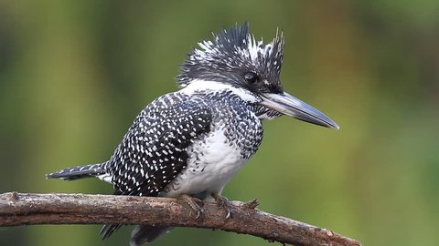 Bird Crested Kingfisher Megaceryle Lugubris の動画素材 ロイヤリティフリー 2744 Shutterstock
