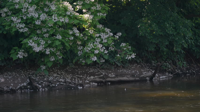 White Flowers on Poplar Tree along Cuyahoga River