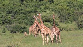 Giraffes. Wild Reticulated Giraffes in Kenya, East Africa