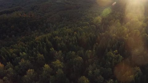 Aerial shot over a forest