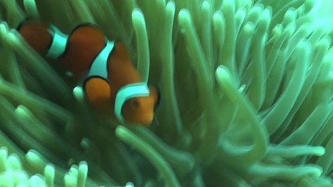 Colorful Clownfish dance in there protective anemone on Australia's Great barrier reef.