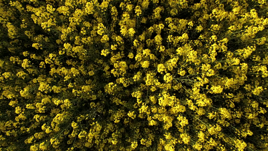 Aerial top view Low altitude. Flight over Field with flowering Canola flowers. 