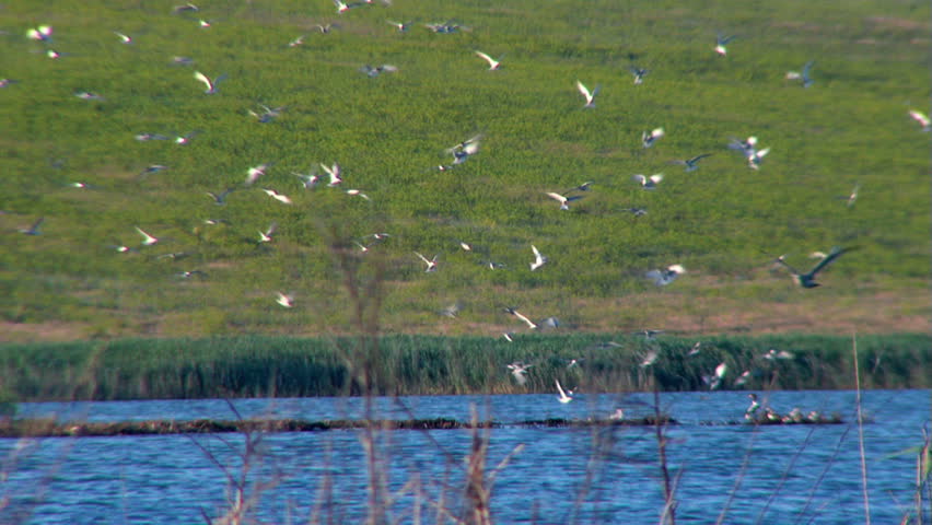 The Common Tern (Sterna hirundo) in Danube Delta...