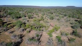 African Elephants, aerial drone 4K video footage