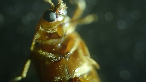 Common bed bug Cimex lectularius underside - permanent slide plate under high magnification.