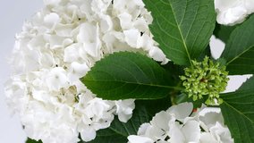 close-up, view from above, Flower hydrangea, rotation on white background,Flower shop