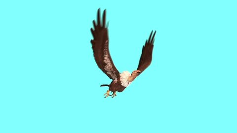 Vulture Bird Predatory Flying cycle Blue Screen 3D Rendering Animation