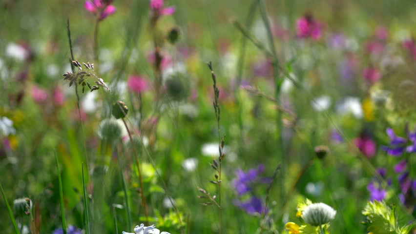 Fresh green meadows and blooming flowers. Camera moving through alpine meadow with colorful flowers Royalty-Free Stock Footage #28286626
