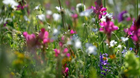 Fresh green meadows and blooming flowers. Camera moving through alpine meadow with colorful flowers