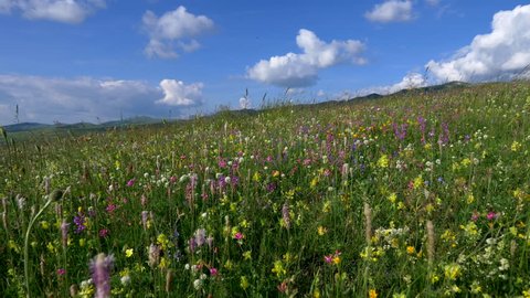 Camera moving through alpine meadow with colorful flowers. Fresh green meadows and blooming flowers. Steadycam shot. UHD, 4K