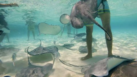 Stingray City, Grand Cayman Island - Stingrays and fish swimming with hundreds of touristic the caribbean. 