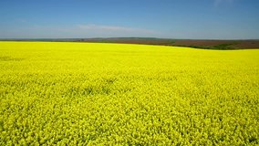 Flight over Field with flowering Canola flowers. Aerial footage. Flight over the field of rapeseed