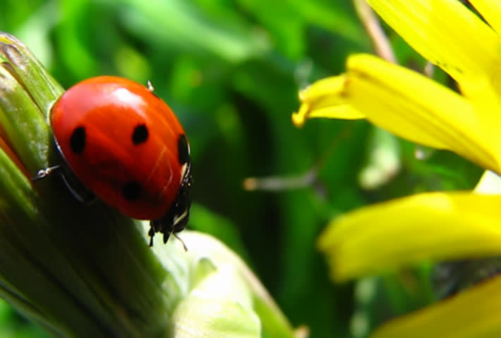 macro of ladybug amongst green grass & flower. NTSC version is anamorphic