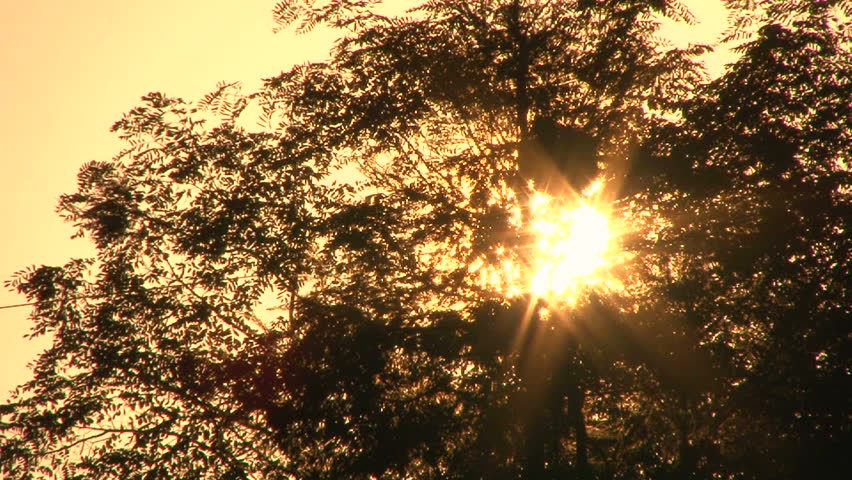 Sunshine star flare flickering through windy tree leaves at sunset.